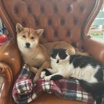 Kouma et Kiki - Mascottes